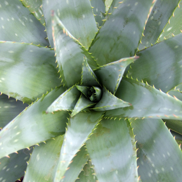 004g06 aloes vera 01.png