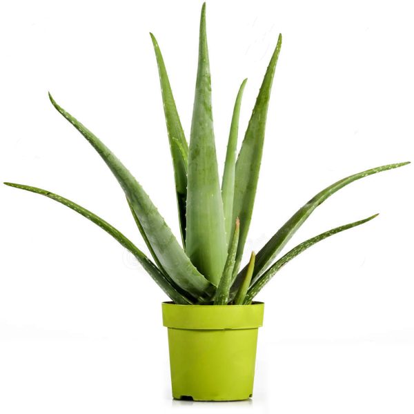 004g06 aloes vera 02.jpg