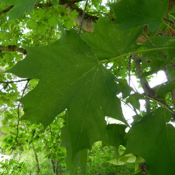 049g12 acer platanoides columnare 01.jpg