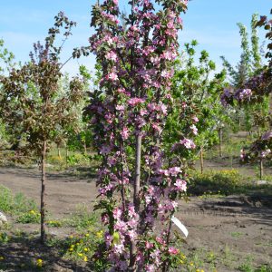 049g122 malus purple spire 01.jpg