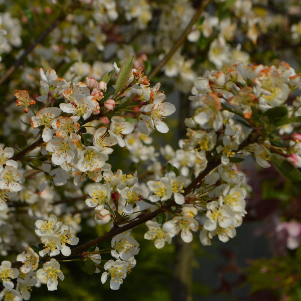 049g127 malus sargentii tina 01.png