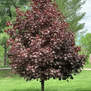 049g13 acer platanoides crimson sentry 01.png