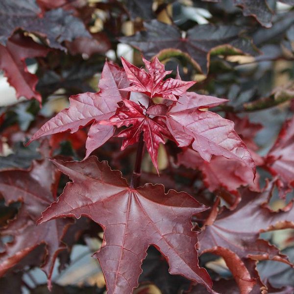 049g13 acer platanoides crimson 02.jpg