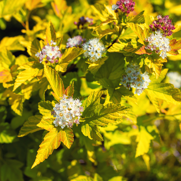 049g139 physocarpus opulifolius angel gold sur tige 01.png