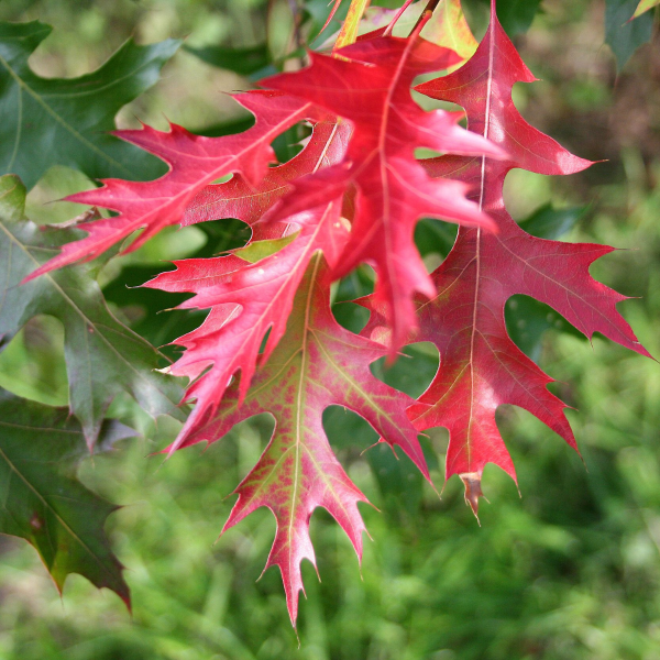 049g146 quercus coccinea 04.png