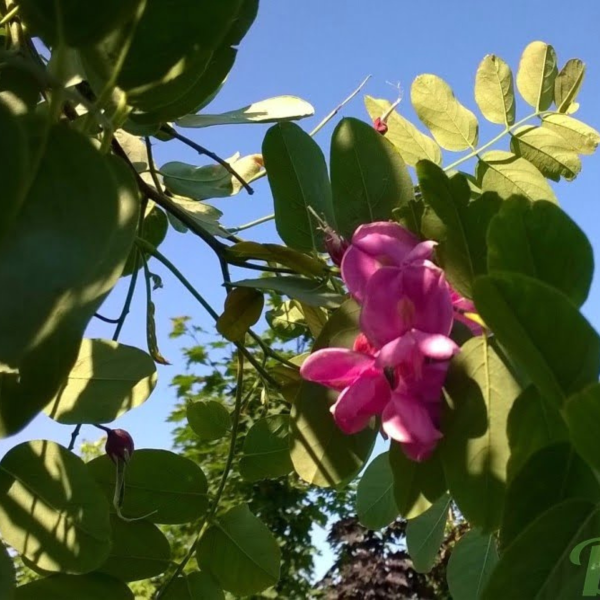 049g153 robinia pseudoacacia purple robe 04.png