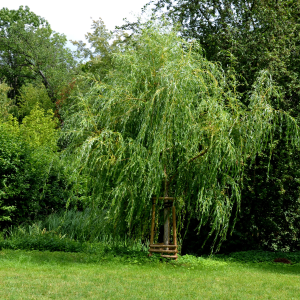 049g154 salix alba tristis 01.png