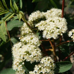 049g162 sorbus aucuparia 01.jpg