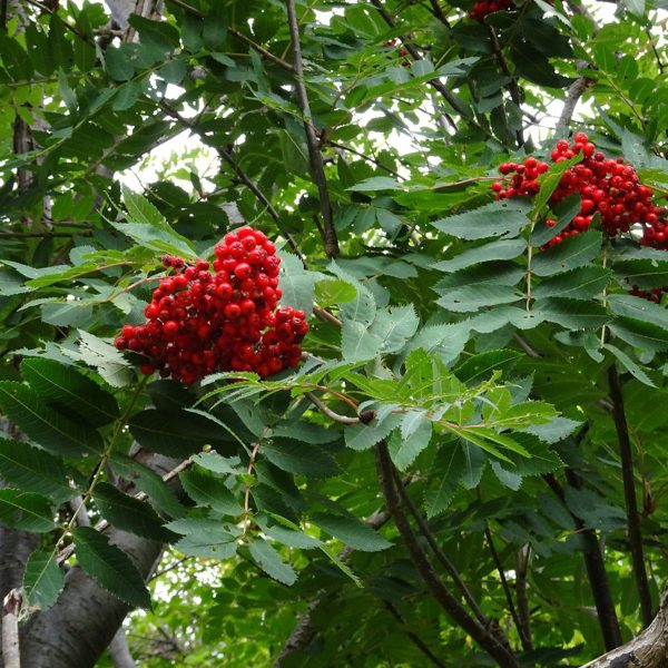 049g163 sorbus decora 01.jpg