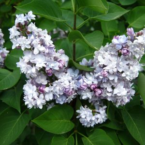 049g174 syringa vulgaris 01.jpg