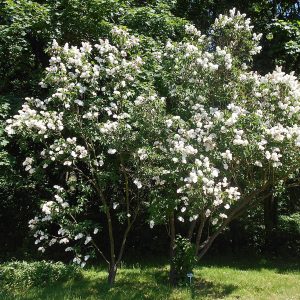 049g176 syringa vulgaris 01.jpg