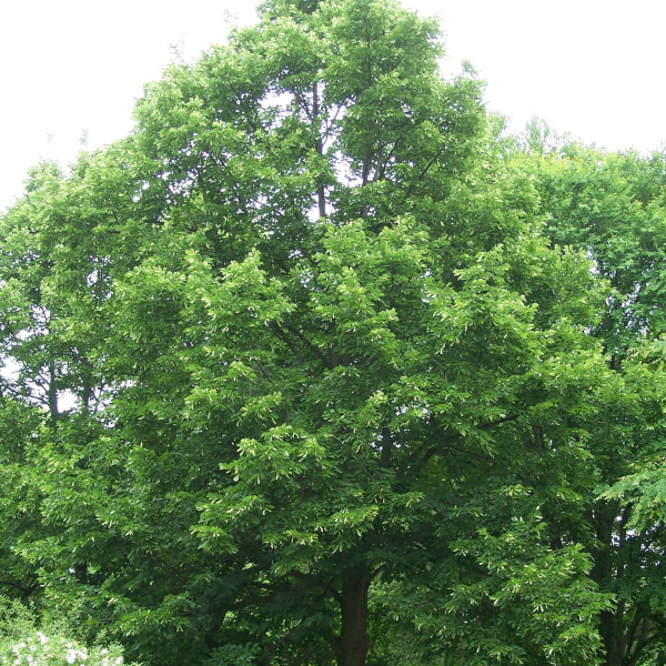 049g178 tilia americana redmond 02.png