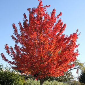 049g18 acer rubrum 01.jpg