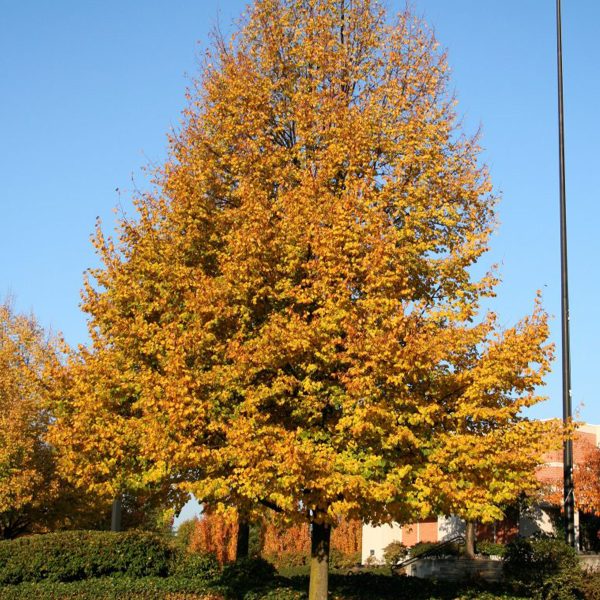 049g181 tilia cordata 01.jpg