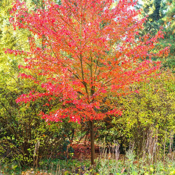 049g23 acer rubrum october glory 01.jpg