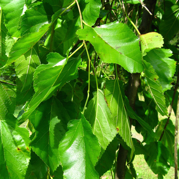 049g29 morus alba pendula chaparal 02.png