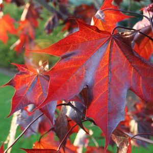 049g47 acer truncatum crimson 01.jpg