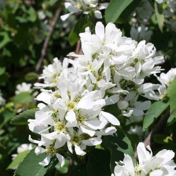 049g53 amelanchier autumn brillance 01.png