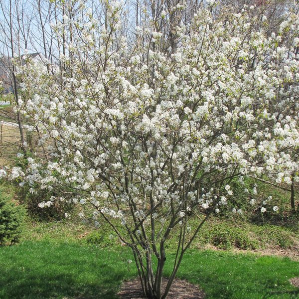 049g56 amelanchier leavis 01.jpg