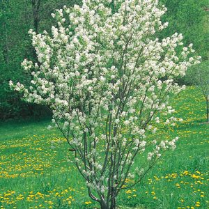 049g58 amelanchier canadensis 01.jpg