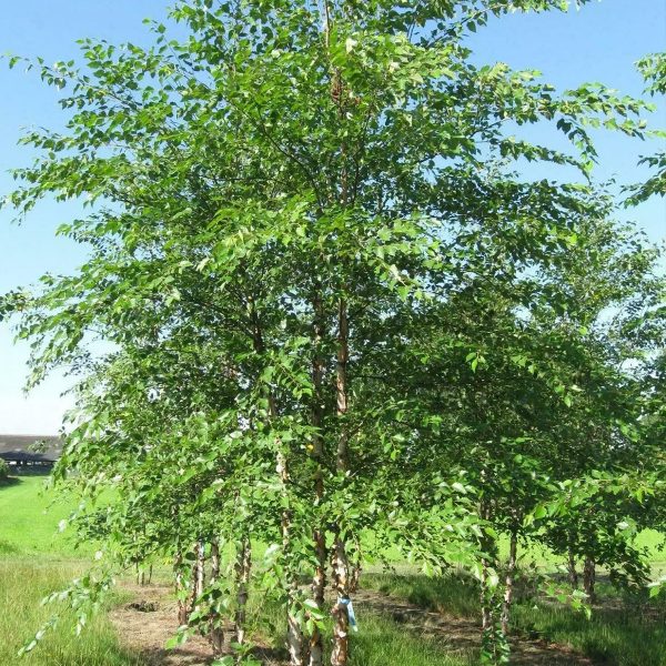 049g61 betula nigra 01.jpg