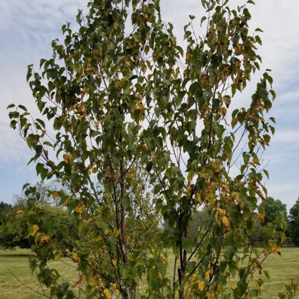 049g62 betula papyrifera 01.jpg