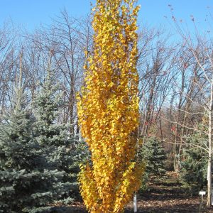 049g64 betula platyphylla 01.jpg