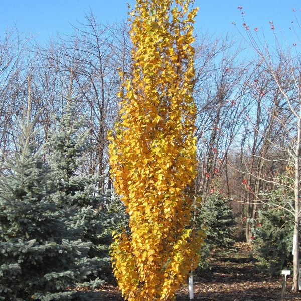 049g64 betula platyphylla 01.jpg