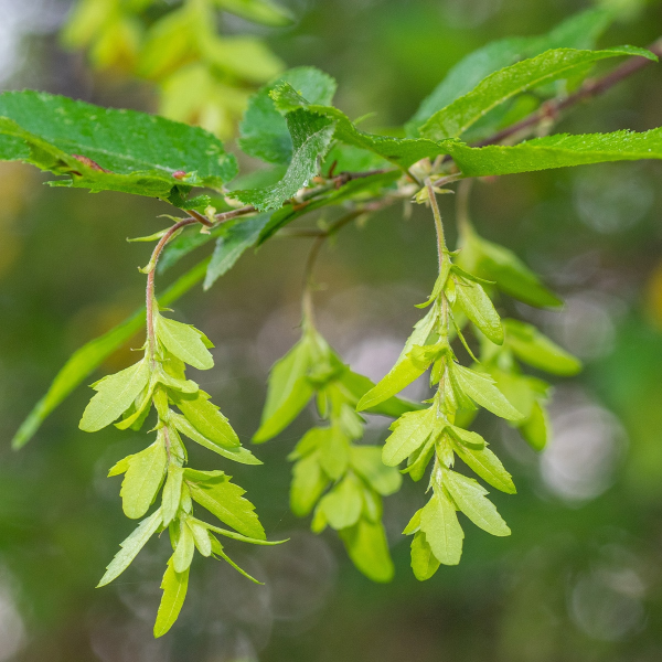 049g69 carpinus caroliana 03.png