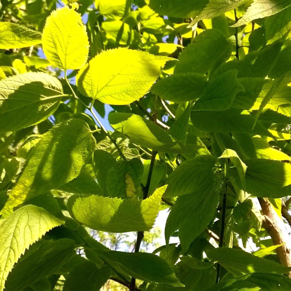 049g71 celtis occidentalis 03.png