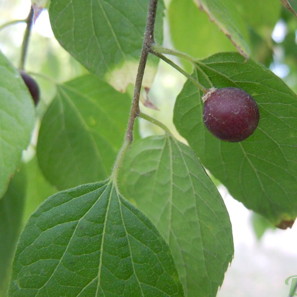 049g71 celtis occidentalis 04.png