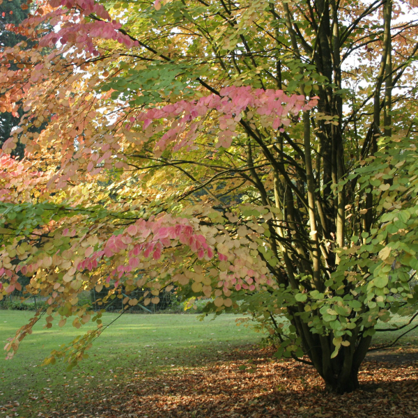 049g73 cercidiphyllum japonicum 03.png