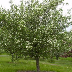 049g80 crataegus x mordenensis 01.jpg