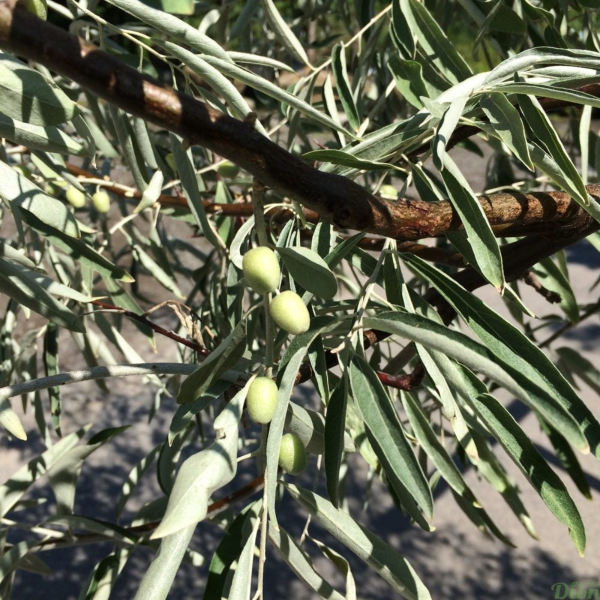 049g82 elaeagnus angustifolia 01.png