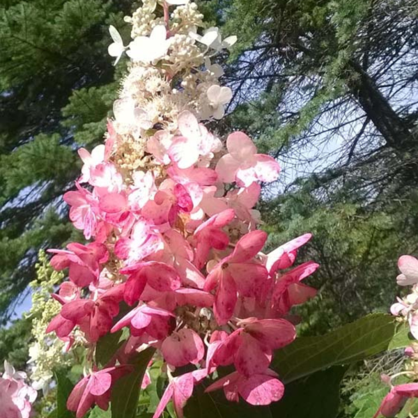 049g97 hydrangea paniculata pinky winky sur tige 02.png