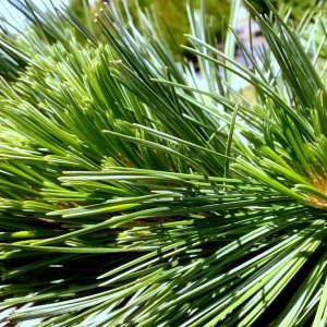 050g102 pinus flexilis vanderwolfs 01.png