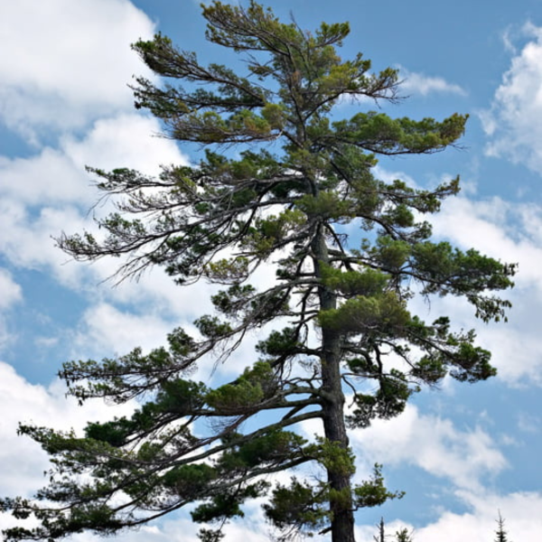 050g110 pinus strobus 01.png