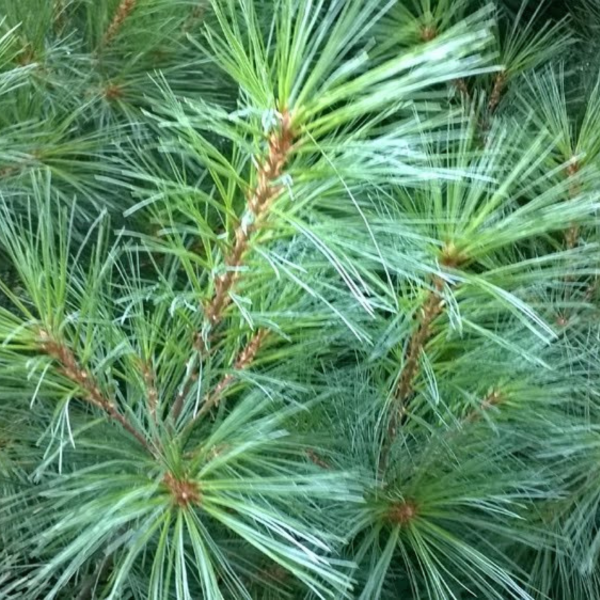 050g110 pinus strobus 02.png