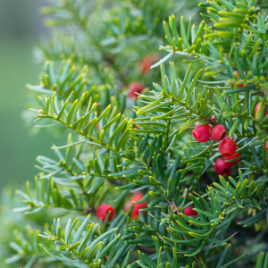 050g118 taxus cuspidata .png