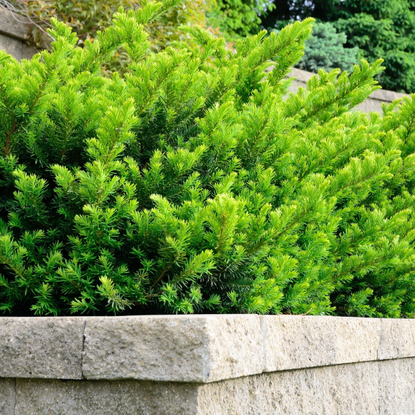 050g121 taxus x media densiformis 01.png