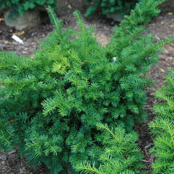 050g121 taxus x media densiformis 02.png