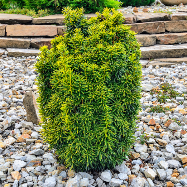 050g125 taxus cuspidata bright gold 01.png