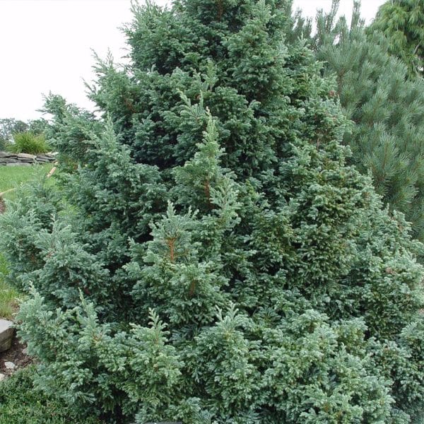 050g15 chamaecyparis pisifera 01.jpg