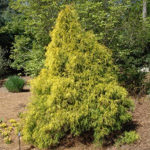 050g16 chamaecyparis pisifera 01.jpg