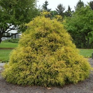 050g17 chamaecyparis pisifera 01.jpg