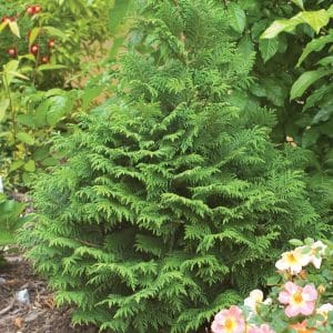 050g18 chamaecyparis pisifera 01.jpg