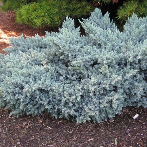 050g20 juniperus squamata blue star 01.jpg