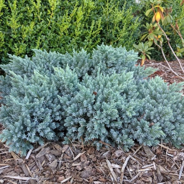 050g20 juniperus squamata blue star 02.jpg