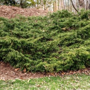 050g29 juniperus chinensis 01.jpg