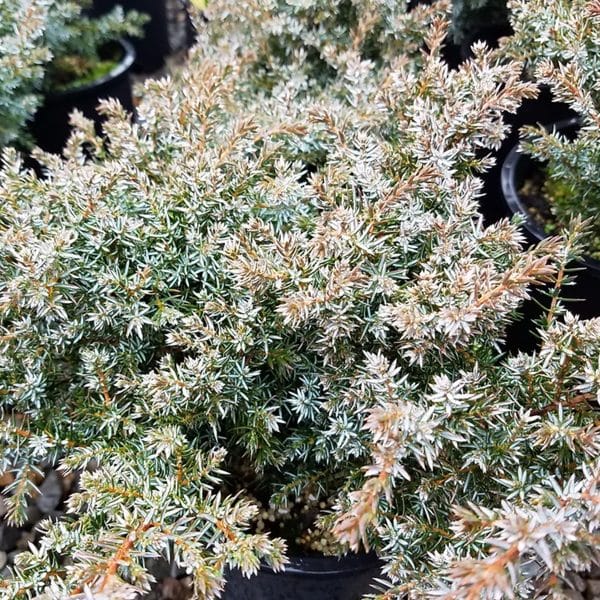 050g32 juniperus communis 01.jpg